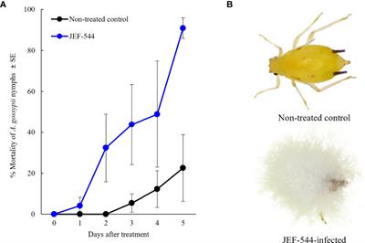 Early-Stage Defense Mechanism of the Cotton Aphid Aphis gossypii Against Infection With the Insect-Killing Fungus Beauveria bassiana JEF-544